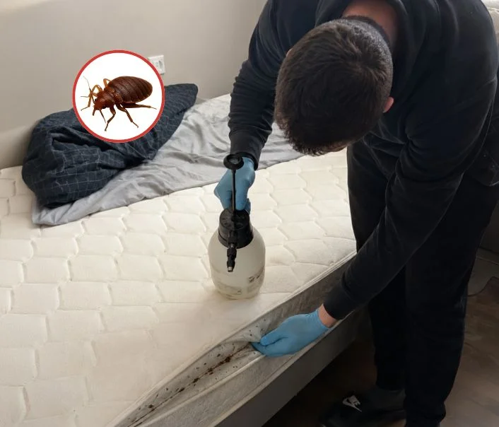 Technicien traitant un matelas contre les punaises de lit à Champcueil